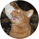 Tabitha Konevals profile picture