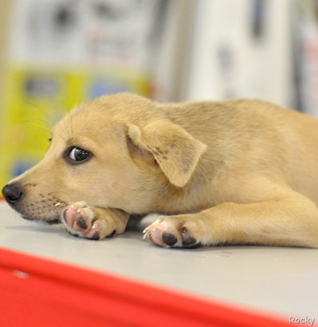 [notty_doggy%255B15%255D.jpg]