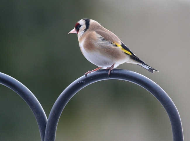 Goldfinch 11.03.13 Garden