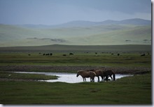 the-mongol-derby the-mongol-derby