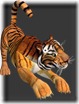 tigres (14)