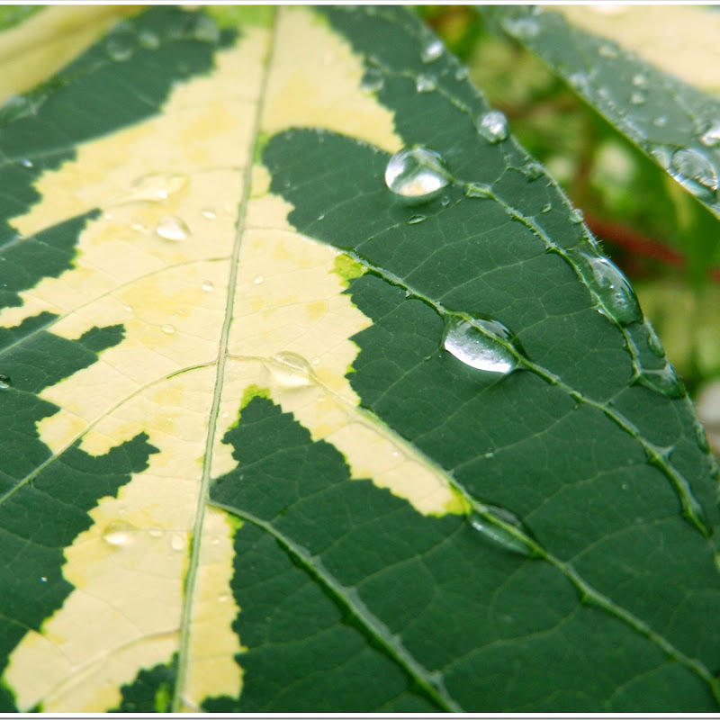 Water on Leaf, JMI