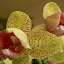 Phalenopsis
