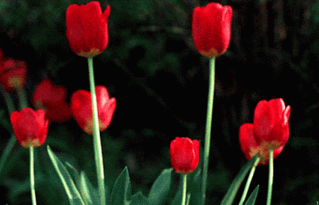 .gif