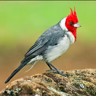Suara burung red crested cardinal red crested cardinal