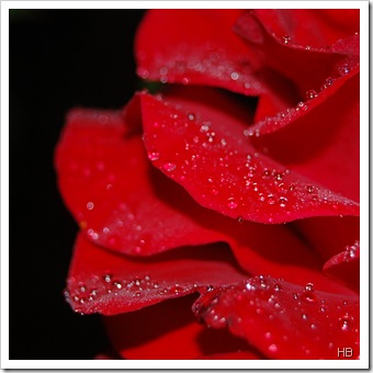 Rose © H. Brune