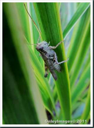grasshopper0711 (2)