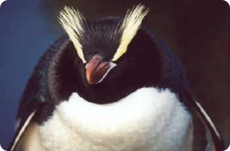pinguino crestato6