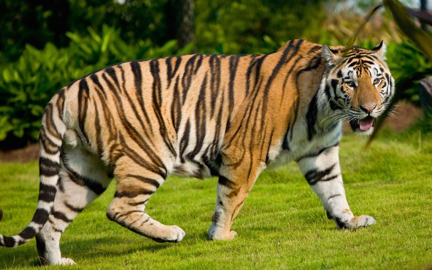 Harimau Wallpaper Apl Android Di Google Play