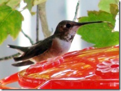 lopez hummingbird 071211 00002