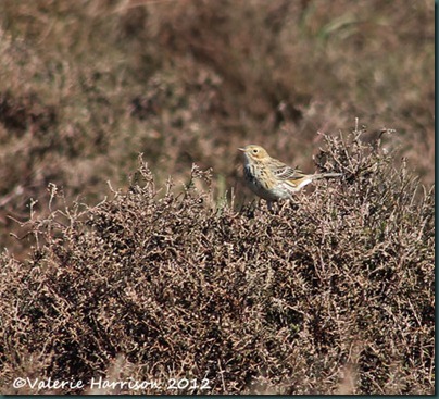 33-meadow-pipit