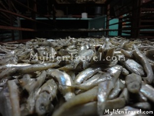ikan Bilis di Tanjung Dawai 02