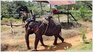Прогулка на слонах