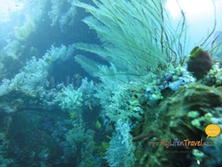 Diving Amed Bali 36