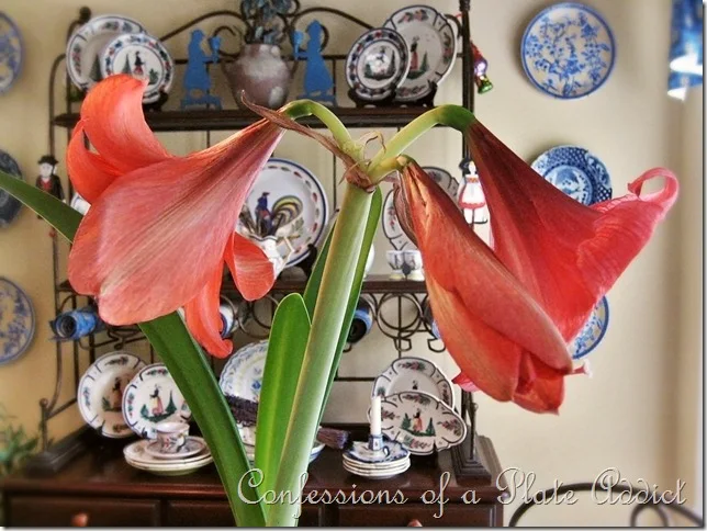 Amaryllis blooms