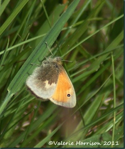 small-heath-butterfly