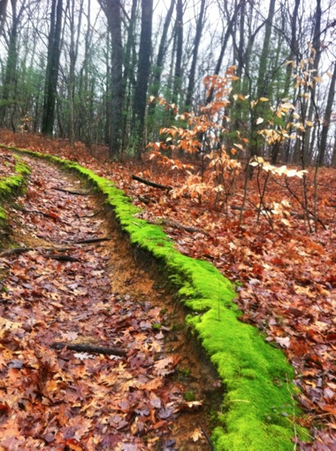 Super Colorful Moss in Fall