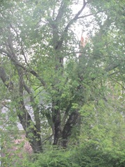 2011 Hurricane Irene broken maple tree branch
