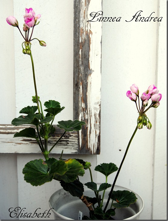 Pelargonium aug-11 045 Pelargonium aug-11 045