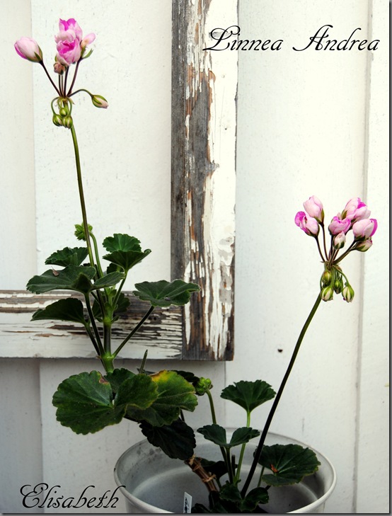 Pelargonium aug-11 045