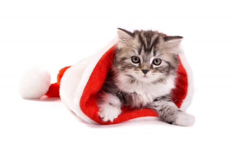[gato%25204%25201%255B2%255D.jpg]