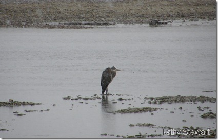 Heron in the snow