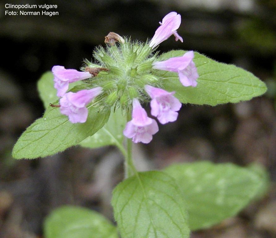 [Clinopodium%2520vulgare%255B3%255D.jpg]