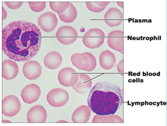 lymphocytes and erythrocytes