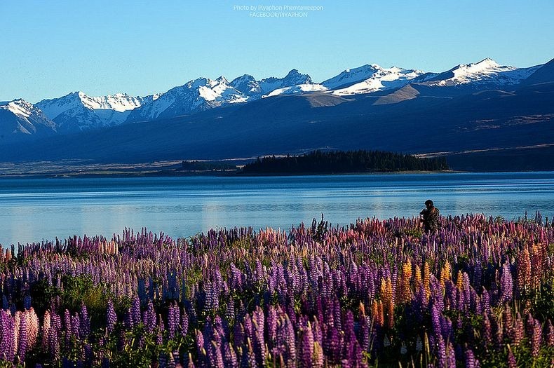 lupins-lake-tekapo-4