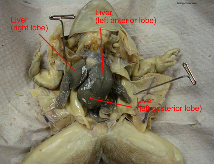 online frog dissection