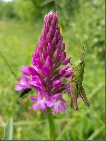 Pyramid Orchid and Common Green Grasshopper