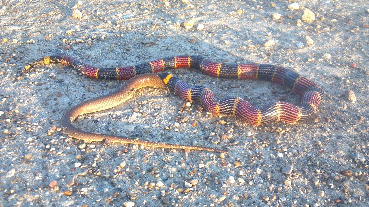 Texas coral snake