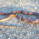 Texas coral snake