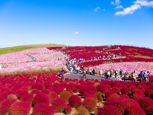 hitachi-seaside-park-5-790%2525255B2%2525255D.jpg
