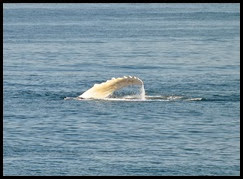 07f2 - Whales - slapping flipper