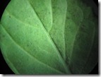 punkin_jatoksia_kuoria punkin_jatoksia_kuoria