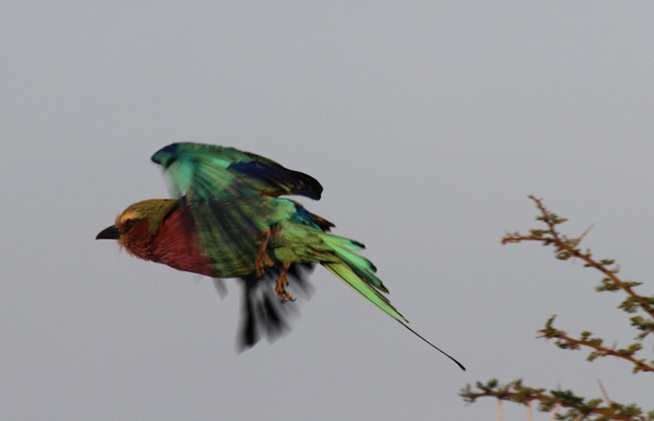 [October-18-2012-green-winged-bird-3.jpg]