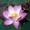 bloomed lotus flower