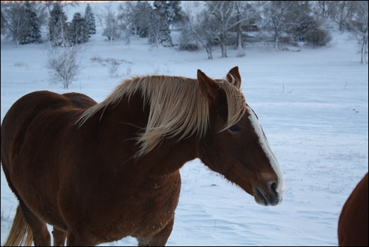 snow horses 040
