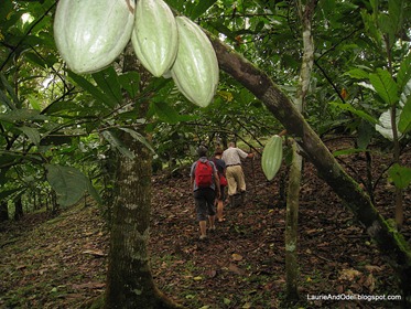 Hiking on the cacao plantation