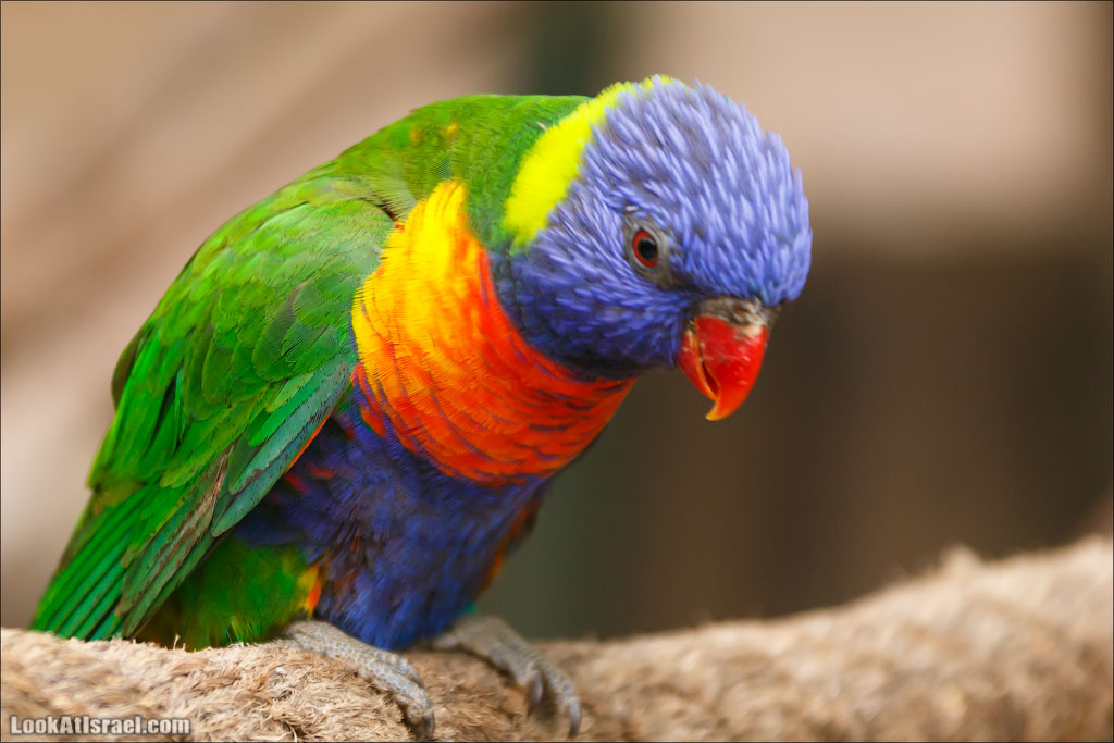 Ган Гуру - парк с кенгуру и другими австралийскими животными | Gan Guru | גן גורו | LookAtIsrael.com - Фото путешествия по Израилю