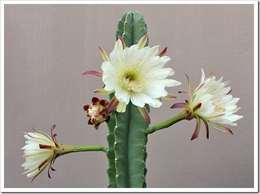 110817_Cereus-hildmannianus-subsp-hildmannianus-3-flowers_12