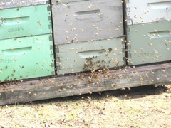 bees at hives to pollunate the cranberries