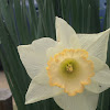 Daffodil or jonquil