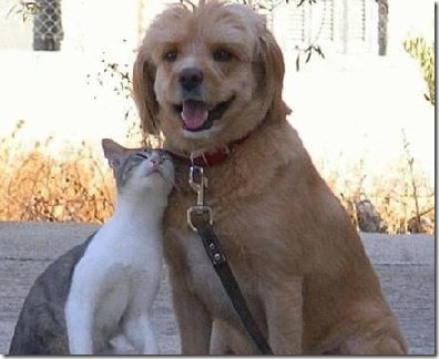 perros divertidos (7)