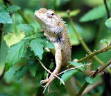 Unidentified lizard, near Batu Feringgi, Penang