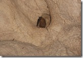 Pipistrello - Grotta di Mattiuccio