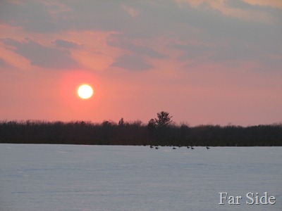 Canada Geese at Sunset