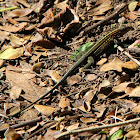 Central American Ameiva