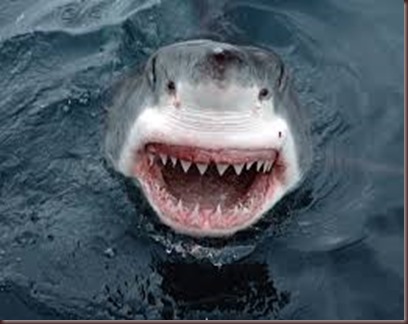 Amazing Animals Pictures White Shark (6)